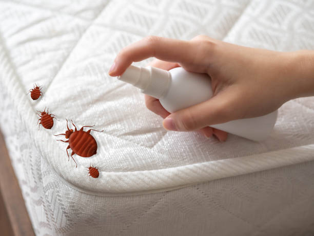 Professional Pest Control in East Syracuse, NY