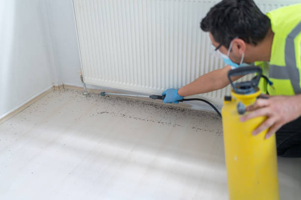 Wasp Removal Services in East Syracuse, NY
