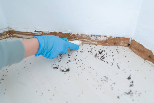 Best Wasp Removal Services  in East Syracuse, NY